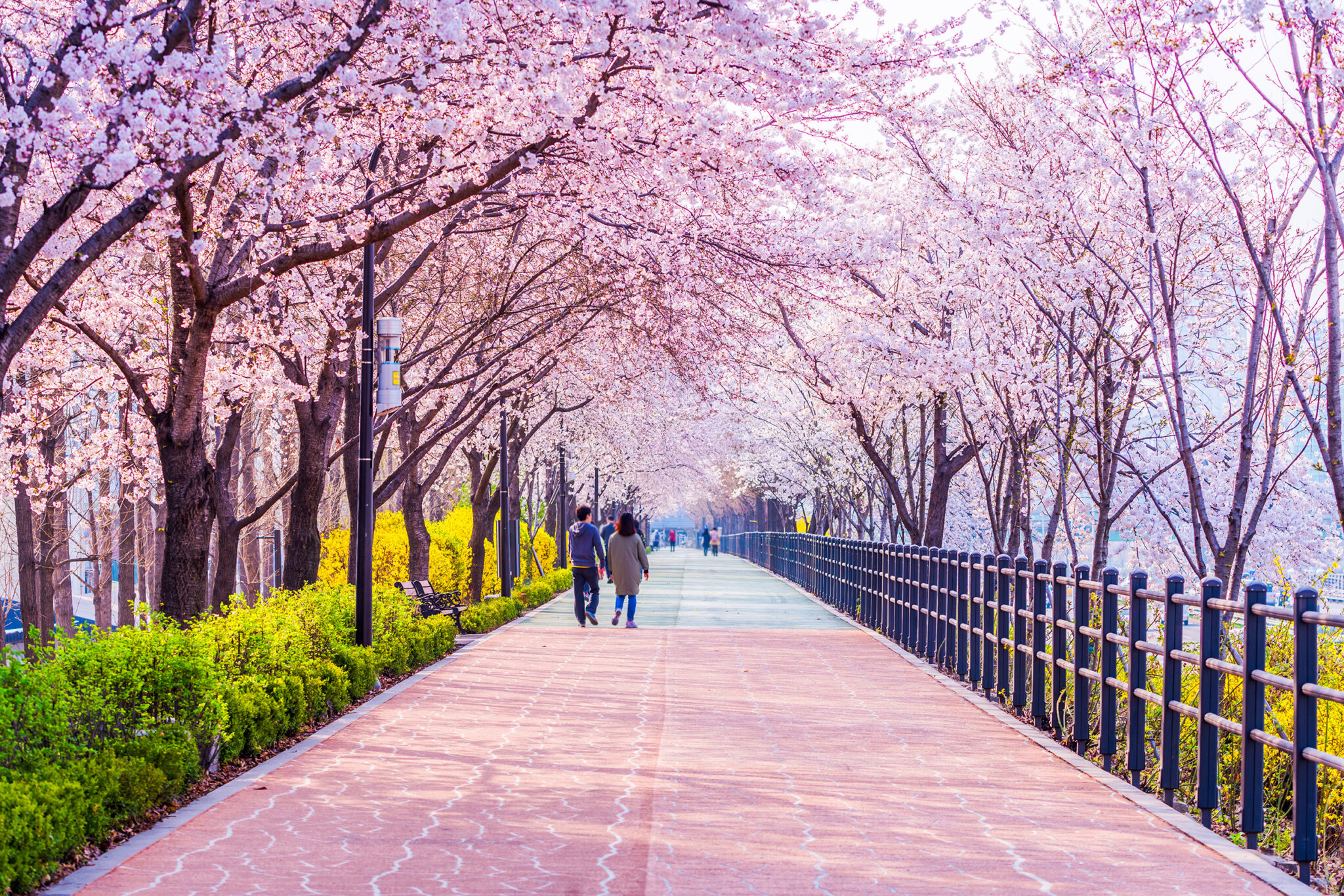 Южные сакуры. Сеул Сакура. Сеул Южная Корея Сакура. Сеул Южная Корея цветение Сакуры. Цветение Сакуры в Южной Корее.
