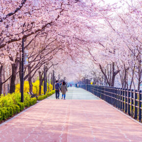 Kirschblüte in Japan: Die schönsten Orte & Feste