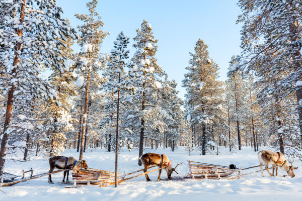 Finnland Rentiere Wald