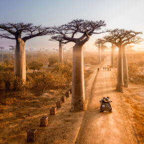Abenteuer Rundreise Madagaskar: 21 Tage mit allen Hotels inkl. Frühstück, Flug & Transfers für 2.495€ Abenteuer Rundreise Madagaskar: 21 Tage mit allen Hotels inkl. Frühstück, Flug & Transfers für 2.495€