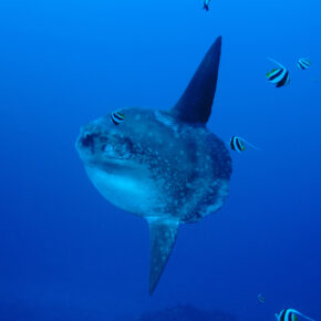Nusa Lembongan Mola Mola