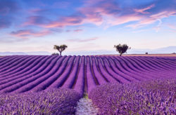 Eine Woche in der Provence: Frankreich zur Lavendelblüte im eigenen Studio nur 234€