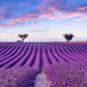 Langes Wochenende in der Provence: Frankreich zur Lavendelblüte im eigenen Studio nur 79€