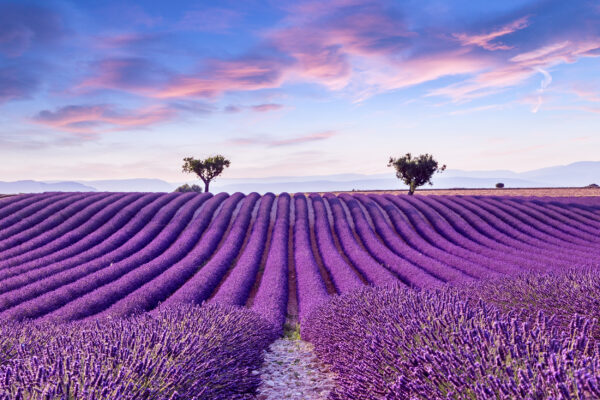 frankreich-provence-valensole-lavenderfield