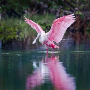 USA Everglades Nationalpark Löffler