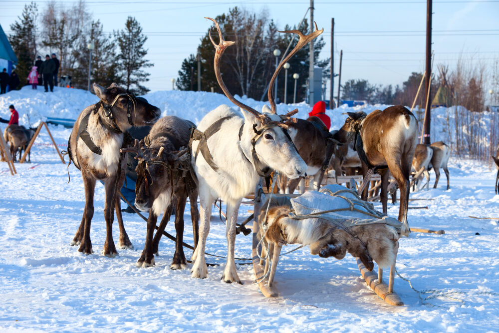 Winter Rentiere Schlitten