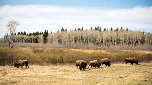 Kanada Nationalpark Manitoba