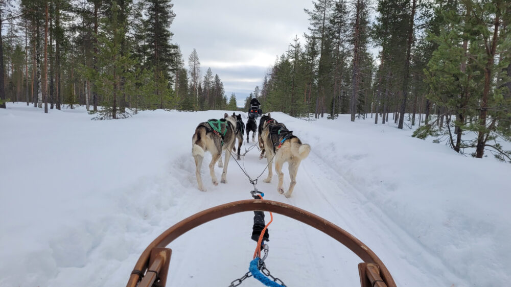 finnland lappland schlittenhunde aus schlittenperspektive