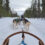 Winterzauber in Lappland: 5 Tage inkl. Unterkunft, Frühstück, Flug & Husky-Safari
