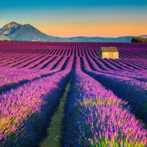 Zur Lavendelblüte in die Provence: 4 Tage langes Wochenende mit Unterkunft nur 36€