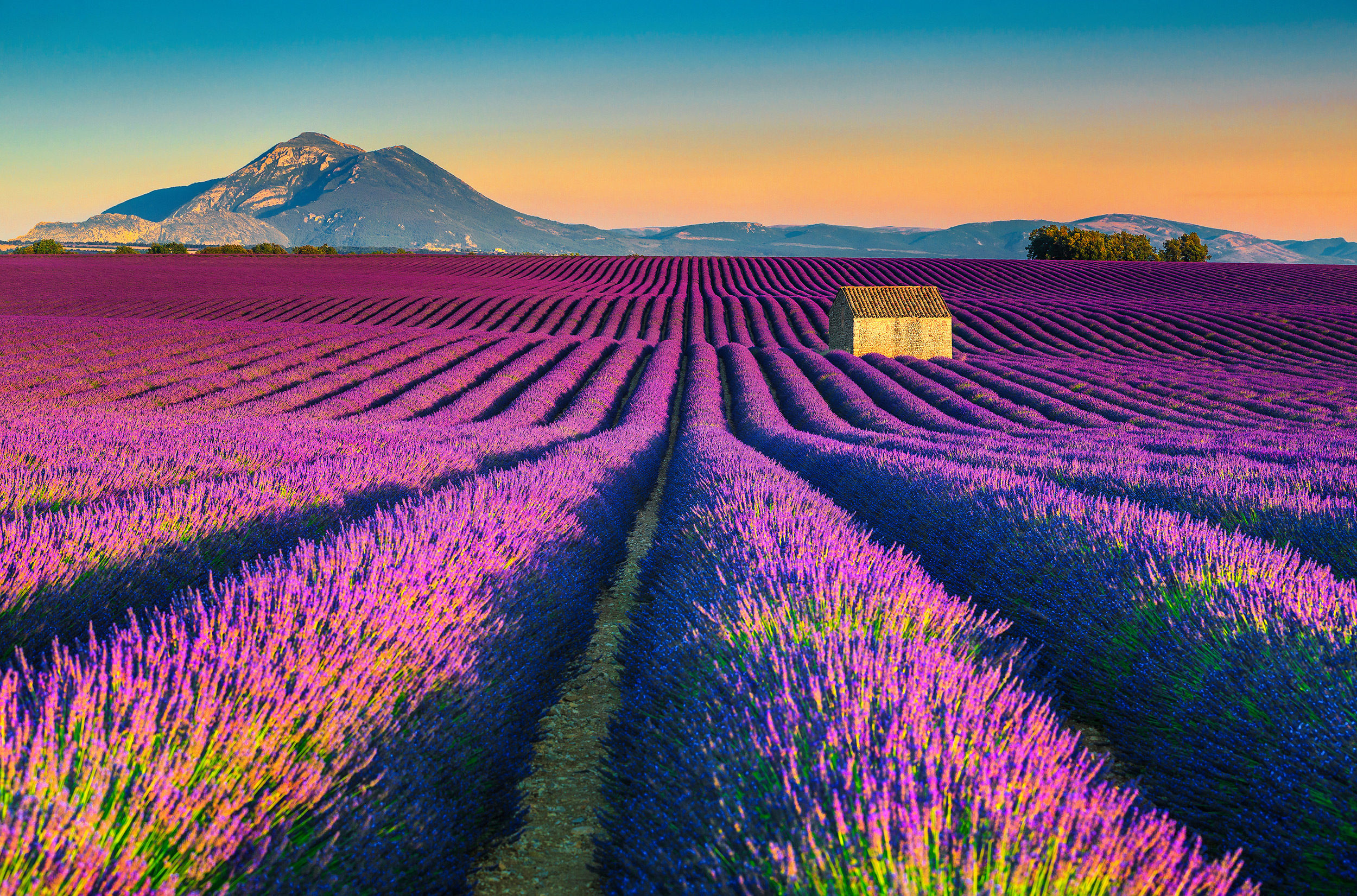 Zur Lavendelblute In Die Provence 4 Tage Langes Wochenende Mit