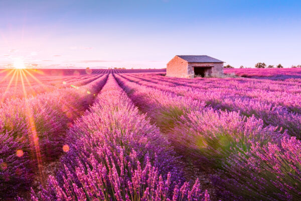 Frankreich Provence Valensole Lavendel