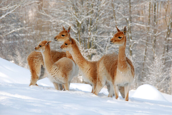 Lama Winter Schnee