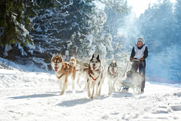 Hundeschlitten Husky Hund
