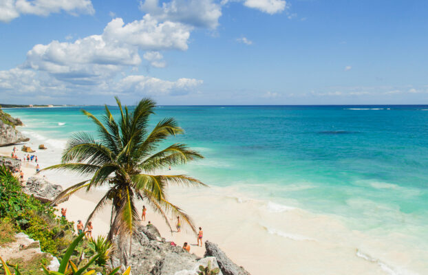 Mexiko Strand Palme