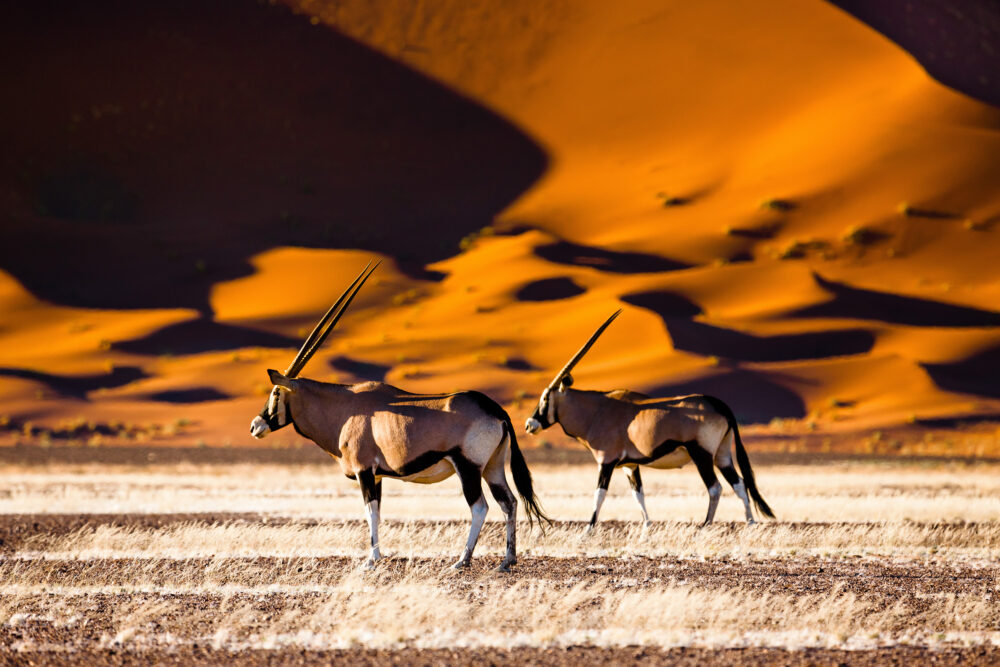 Namibia Tiere