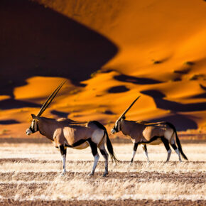 Namibia Tiere