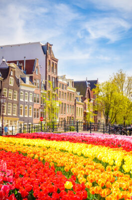 Niederlande Amsterdam Blumen Haueser