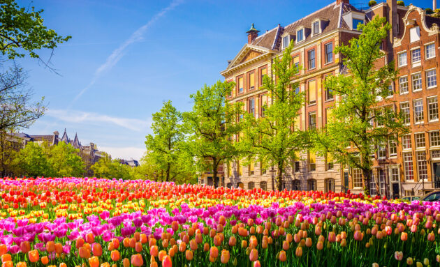Niederlande Amsterdam Blumenmeer