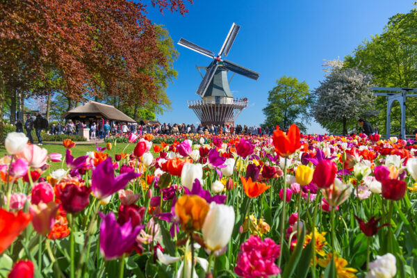 Niederlande Muehle Blumen