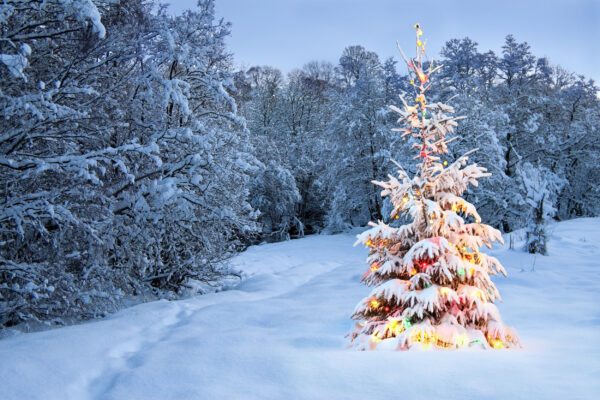 Weihnachtsbaum Schnee