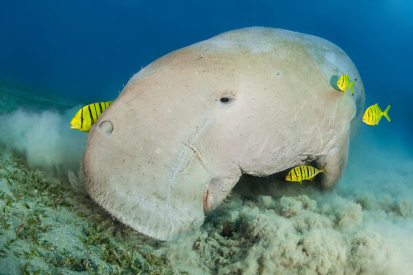 Ägypten Marsa Alam Tauchen Dugong