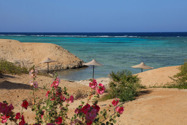 Ägypten Marsa Alam Blumen