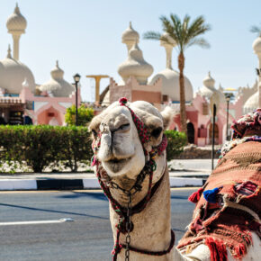 Auf nach Ägypten: 7 Tage All Inclusive im TOP 5* Hotel inkl. Flug, Transfer & Zug für 767€