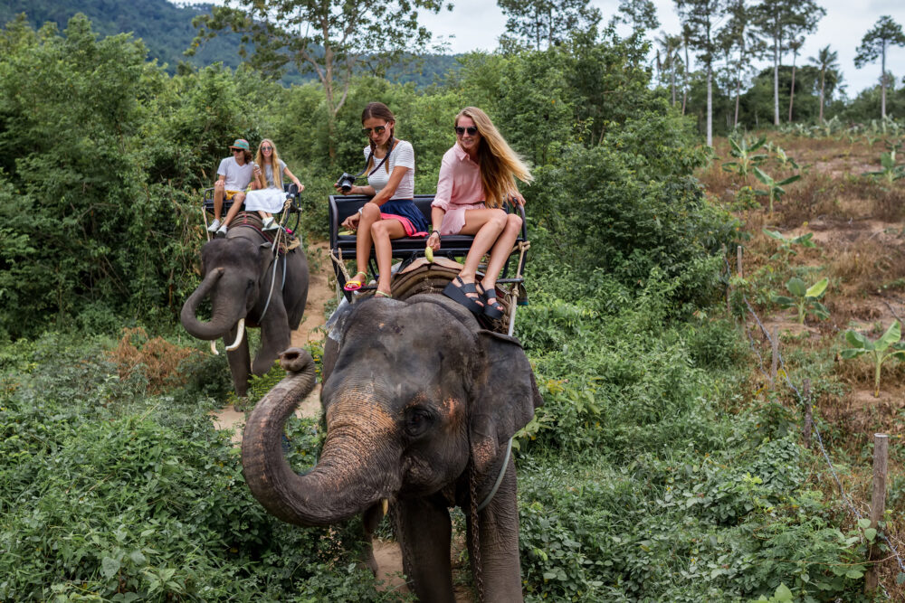 Elefantenreiten im Urlaub: Erlebnis oder Tabu? - Urlaubstracker.de