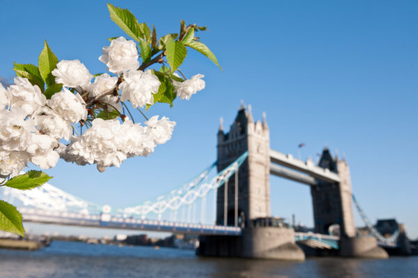 Großbritannien London Frühling Kirschblüte