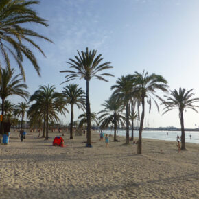 Mallorca El Arenal Strand Palme