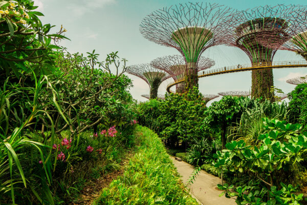 singapur gardens by the bay Supertree Grove - Die "Superbäume" sind vertikale Gärten aus Stahlkonstruktionen und Beton, die über Solarzellen Strom erzeugen, Regenwasser speichern und zugleich die Belüftungsschächte der Gewächshäuser sind.