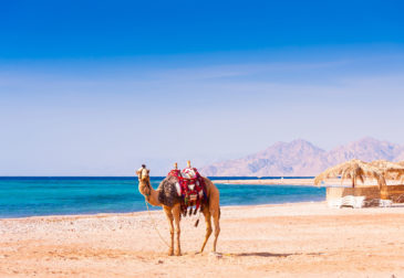 Last Minute: 6 Tage Ägypten im 4* Hotel mit Aquapark, All Inclusive, Flug & Transfer nur...