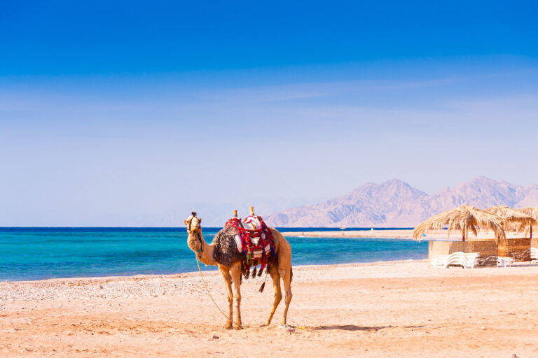 Ägypten Kamel Strand