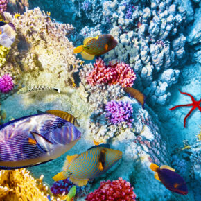 Belize Barrier Reef