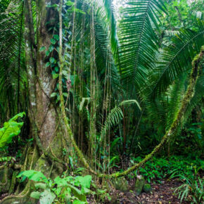 Belize Cockscomb Nationalpark