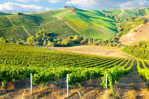 Weinregionen in Frankreich, Weinberg