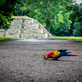 Honduras Copan Ara Mayaruinen