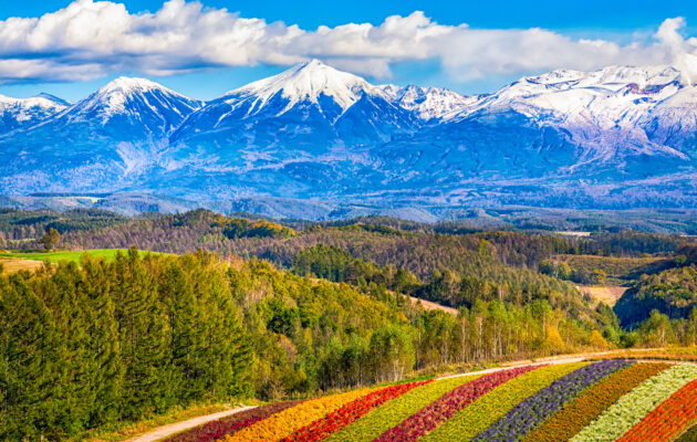 Japan Reisetipps Hokkaido Blumenfeld