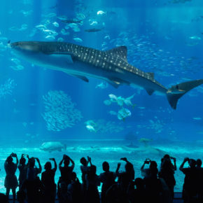 Japan Okinawa Aquarium