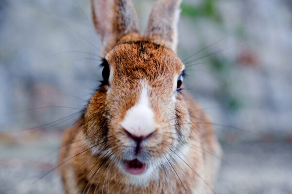 Japan Okunoshima Hase