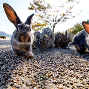 Ōkunoshima Tipps: Die Geschichte von Rabbit Island