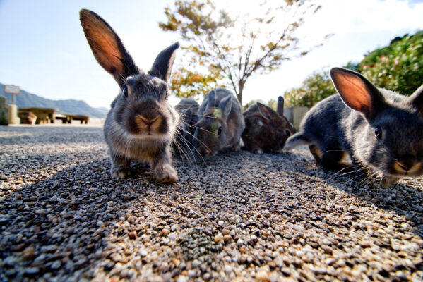 Japan Okunoshima Hasen