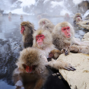 Japan Onsen Affen