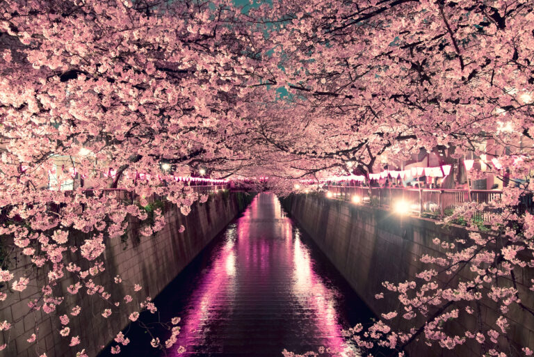 Kirschblüte in Deutschland 2025 Die 10 schönsten Orte