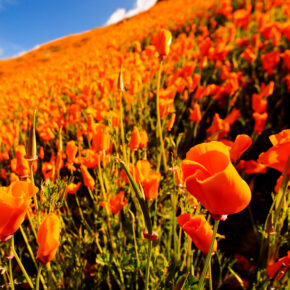 Rücksichtsloser Tourismus: Mohnblüten-Hype legt Stadt lahm Rücksichtsloser Tourismus: Mohnblüten-Hype legt Stadt lahm