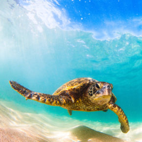 Nicaragua Schildkröten