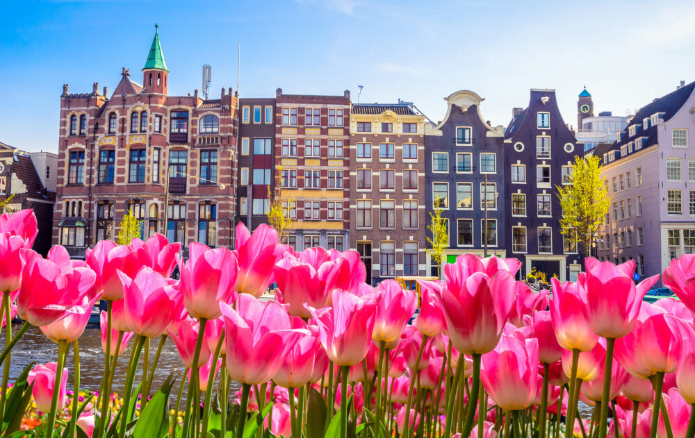 Niederlande Amsterdam Tulpen