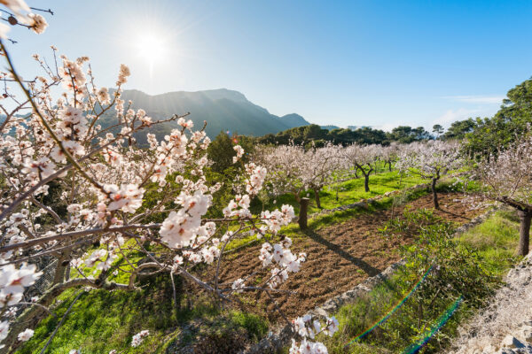 Spanien Mallorca Mandelblüte Baum