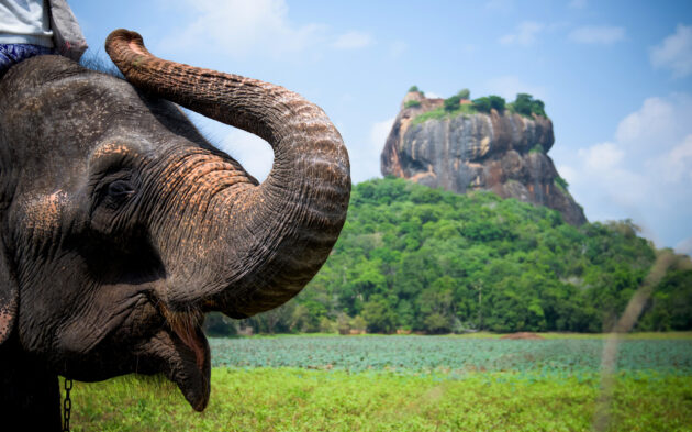 Sri Lanka Sigiriya Lion Rock Elefant